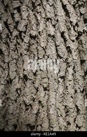 Stiel-Eiche, Rinde, Borke, Stamm, Baumstamm, Eichen, Stieleiche, Eiche, Quercus robur, Quercus pedunculata, Englische Eiche, Stieleiche, Stieleiche, Rinde, Rinde, Stockfoto