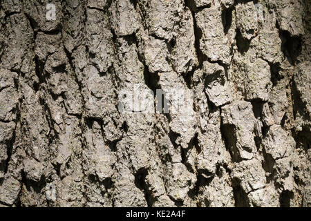 Stiel-Eiche, Rinde, Borke, Stamm, Baumstamm, Eichen, Stieleiche, Eiche, Quercus robur, Quercus pedunculata, Englische Eiche, Stieleiche, Stieleiche, Rinde, Rinde, Stockfoto