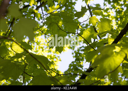 Zucker-Ahorn Zucker-Ahorn, Zuckerahorn, Echter, Acer saccharum, Acer Saccharodendron palmifolium, Zucker, Sugar Maple, rock Maple, L'érable à Sucre Stockfoto