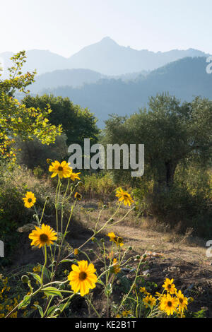 Blick nach Osten zu den Bergen von Ackerland in der Nähe von Golden Beach oder Chrysi Ammoudia, Thassos, Griechenland, griechische Insel, September. Stockfoto