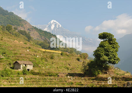 Landschaft mit Haus aus Stein und Baum auf einem Hügel und Schnee caped Peak im Hintergrund in Pokhara, Nepal. Stockfoto