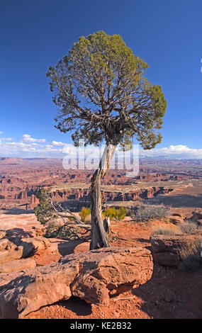 Einsamer Baum auf einem Canyon Rim im Canyonlands National Park in Utah Stockfoto