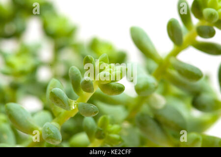 Kleine grüne sedum Anlage auf weißem Hintergrund Stockfoto