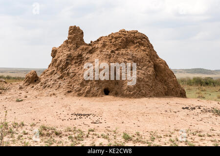 Termitenhügel in der Masai Mara, Kenia Stockfoto