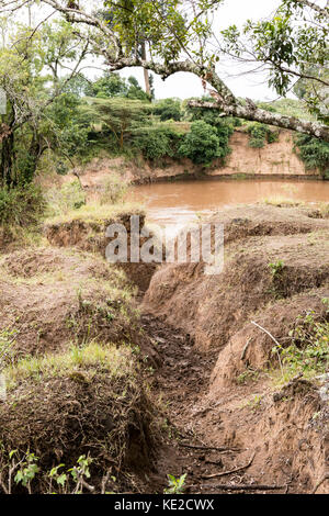 Hippoportamus-Spuren in der Masai Mara, Kenia Stockfoto