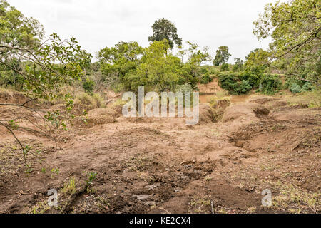 Hippoportamus-Spuren in der Masai Mara, Kenia Stockfoto