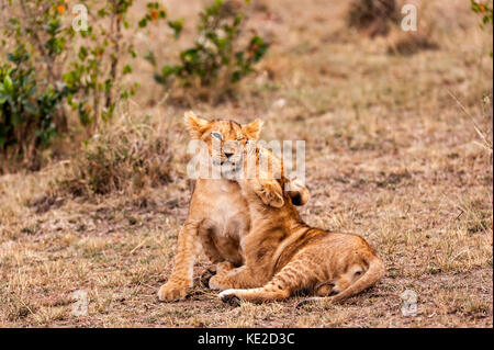 Löwenjungen in der Masai Mara, Kenia Stockfoto