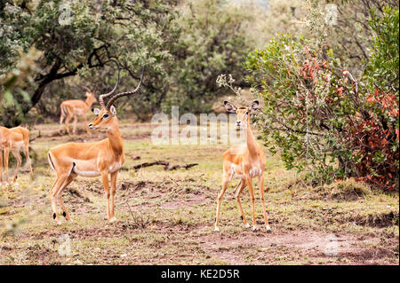 Ein Impala in der Masai Mara, Kenia Stockfoto