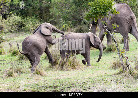 Junge Elefanten spielen in der Masai Mara, Kenia Stockfoto