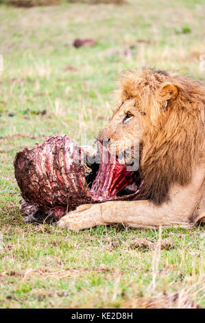 Männlicher Löwe in der Masai Mara, Kenia Stockfoto