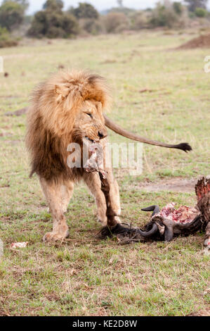 Männlicher Löwe in der Masai Mara, Kenia Stockfoto