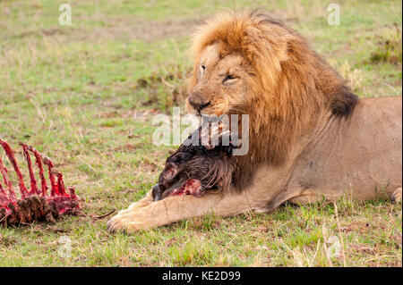 Männlicher Löwe in der Masai Mara, Kenia Stockfoto