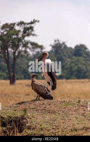 Marabou Storch in der Masai Mara, Kenia Stockfoto