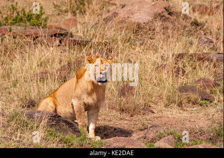 Löwen in der Masai Mara, Kenia Stockfoto