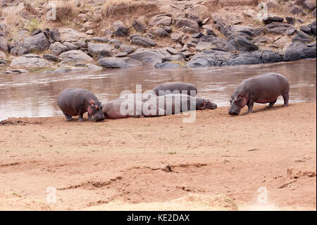 Hi[[opotamus am Ufer des Mara Flusses in der Masai Mara, Kenia Stockfoto