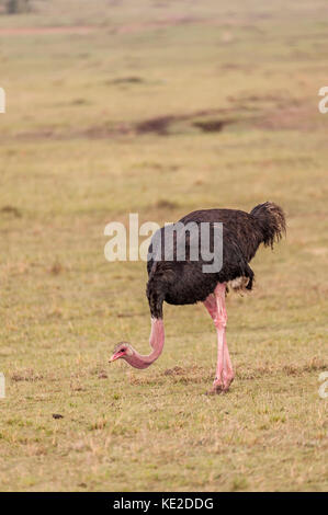 Der gemeinsame Strauß in der Masai Mara, Kenia Stockfoto