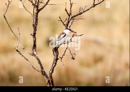 Gestreifter Eisvogel auf einem Baum im Maasai Mara National Reserve Stockfoto