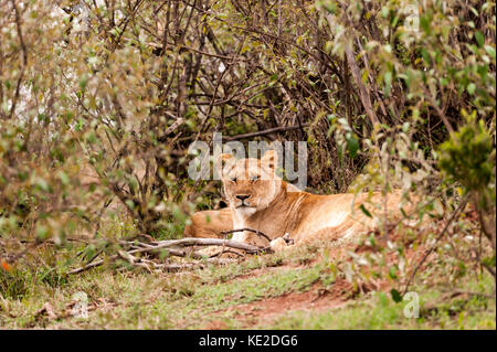 Männliche Löwen, die im Maasai Mara National Reserve eine Rast machen Stockfoto