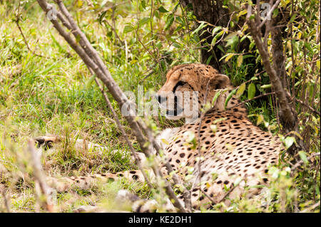 Ein Gepard, der sich im Maasai Mara National Reserve ausruhen kann Stockfoto