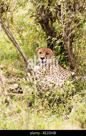 Ein Gepard, der sich im Maasai Mara National Reserve ausruhen kann Stockfoto