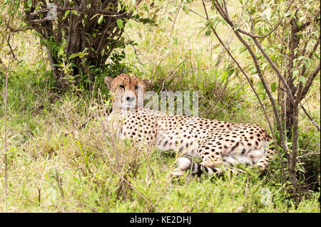 Ein Gepard, der sich im Maasai Mara National Reserve ausruhen kann Stockfoto