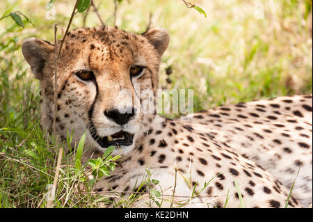 Ein Gepard, der sich im Maasai Mara National Reserve ausruhen kann Stockfoto