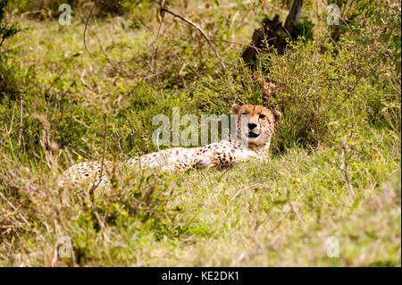 Ein Gepard, der sich im Maasai Mara National Reserve ausruhen kann Stockfoto