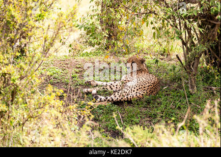 Ein Gepard, der sich im Maasai Mara National Reserve ausruhen kann Stockfoto