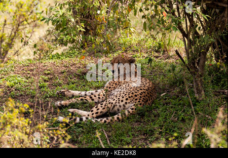 Ein Gepard, der sich im Maasai Mara National Reserve ausruhen kann Stockfoto