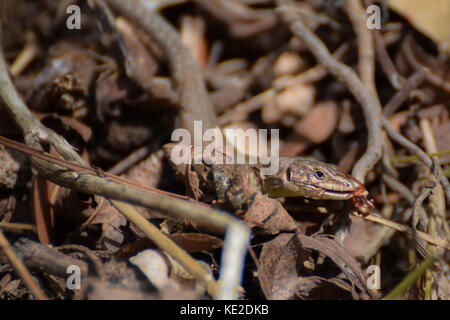 Wandbild echse Reptil in Barcelona, Spanien Stockfoto