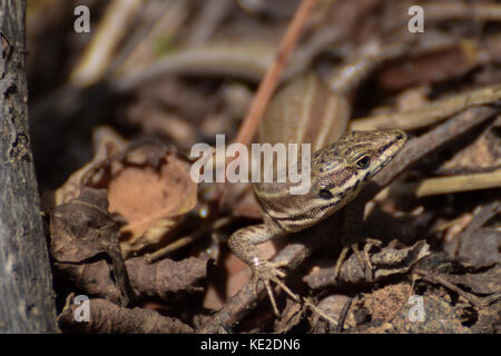 Wandbild echse Reptil in Barcelona, Spanien Stockfoto