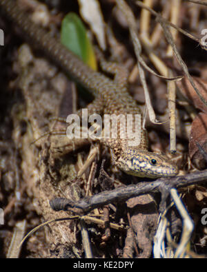 Wandbild echse Reptil in Barcelona, Spanien Stockfoto