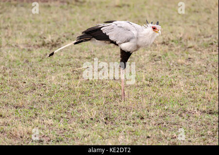 Der Sekretärvogel in der Massai Mara Stockfoto