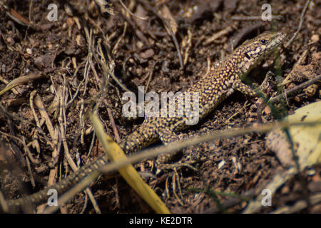 Wandbild echse Reptil in Barcelona, Spanien Stockfoto