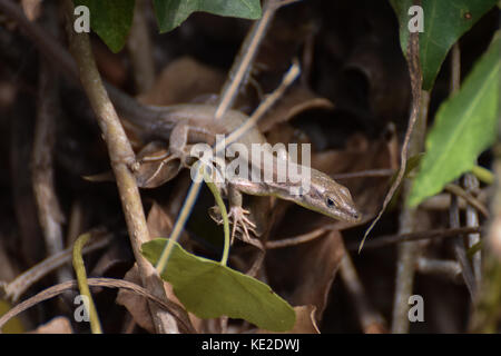 Wandbild echse Reptil in Barcelona, Spanien Stockfoto