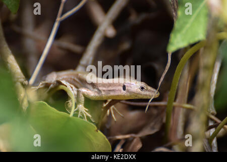 Wandbild echse Reptil in Barcelona, Spanien Stockfoto