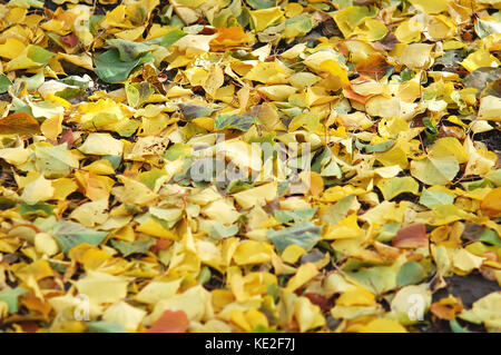 Laub- Wurf von Mix der gefallenen Herbst Birke und Pappel verlässt. Herbst Hintergrund. Stockfoto