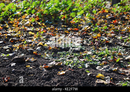 Laub- Wurf von Mix der gefallenen Blätter im Herbst auf schwarzem Grund auf dem Hintergrund des grünen Grases. Herbst Hintergrund. Stockfoto