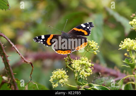 Red Admiral Schmetterling, Vanessa atalanta, fotografiert auf Efeu an der North Rigton, North Yorkshire. Großbritannien Stockfoto