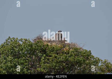 Im Ngorongoro Conservation Area Tansania saßen Erwachsene und Küken-Geier mit Lappetengesicht [Torgos tracheliotos] auf dem Nest auf dem Baum Stockfoto