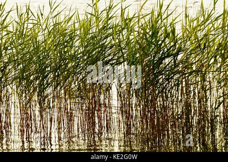 Hohes Schilf und eilt in Plätschern des Wassers wider Stockfoto