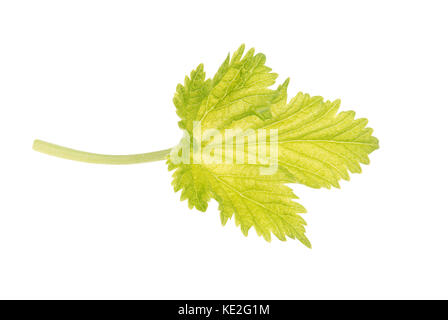 Schwarze Johannisbeere Blatt auf weißem Hintergrund. freistellungspfad Innen. Stockfoto