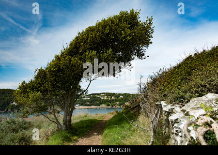 Wind geblasen Baum auf Küstenwanderweg nach Salcombe, Devon, Großbritannien Stockfoto