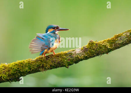 Eine Nahaufnahme der Eisvogel (Alcedo atthis) thront und das Putzen auf einem Zweig der Nahrungssuche und Angeln im Frühling in der frühen Morgensonne. Die hinterg Stockfoto