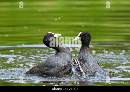 Nahaufnahme der zwei eurasischen Blässhuhn Fulica atra Wasservögel Aggression zeigt und die Bekämpfung Stockfoto