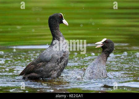 Nahaufnahme der zwei eurasischen Blässhuhn Fulica atra Wasservögel Aggression zeigt und die Bekämpfung Stockfoto