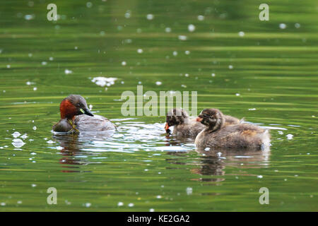 Geringe sicht Nahaufnahme eines Zwergtaucher (tachybaptus ruficollis) Wasservögel zu füttern Küken im Frühling. Stockfoto