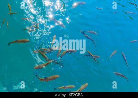 Fische schwimmen im klaren blauen Wasser der Plitvicer Seen, Kroatien Stockfoto