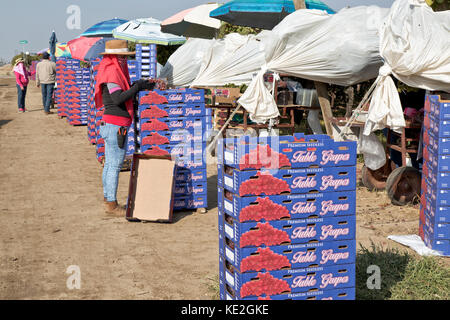 Tafeltraube 'Crimson' rot Kernlose Sorte Feld Ernte, Inspector prüfen Qualität und Gewicht der Verpackung. Stockfoto