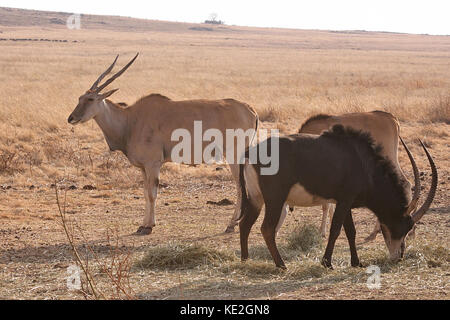 Eland Antilopen mit einem Rappenantilopen auf einem Game Reserve in der Nähe von Johannesburg, Südafrika Stockfoto